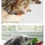 Hedgehog Free Knitting Pattern