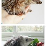 Amigurumi Hedgehog Knitting Pattern