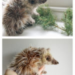 Hedgehog Knitting Pattern