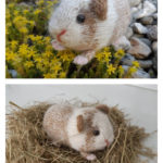 Guinea Pig Knitting Pattern