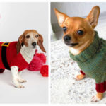 Christmas Dog Sweater Free Knitting Pattern