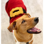 Santa Claus Dog Coat Free Knitting Pattern