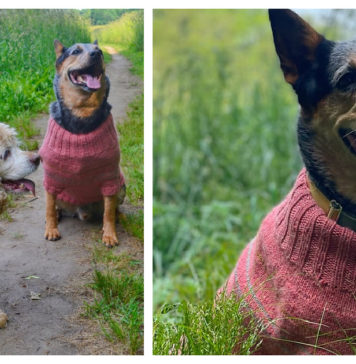 Fetch Dog Sweater Free Knitting Pattern